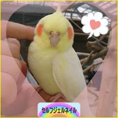 にほんブログ村 美容ブログ セルフジェルネイルへ