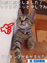 にほんブログ村 美容ブログ 韓国コスメへ