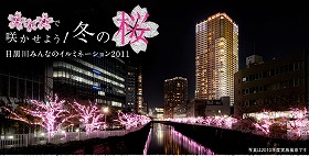 冬の桜もきれいです