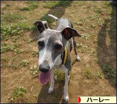 にほんブログ村 バイクブログ ハーレーダビッドソンへ