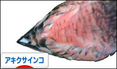 にほんブログ村 鳥ブログ アキクサインコへ