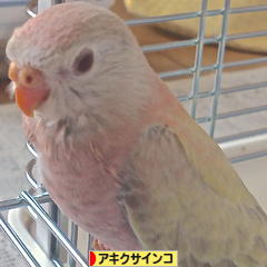 にほんブログ村 鳥ブログ アキクサインコへ