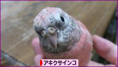 にほんブログ村 鳥ブログ アキクサインコへ