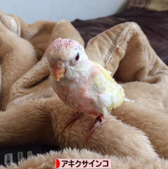 にほんブログ村 鳥ブログ アキクサインコへ