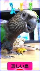 にほんブログ村 鳥ブログ その他珍しい鳥へ