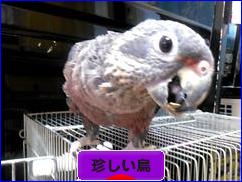 にほんブログ村 鳥ブログ その他珍しい鳥へ