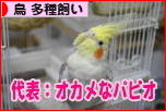 にほんブログ村 鳥ブログ 鳥 多種飼いへ