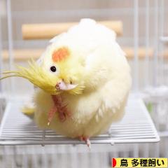 にほんブログ村 鳥ブログ 鳥 多種飼いへ