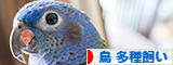 にほんブログ村 鳥ブログ 鳥 多種飼いへ