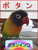 にほんブログ村 鳥ブログ ボタンインコへ