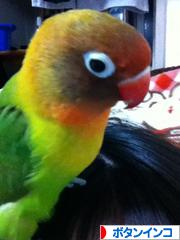 にほんブログ村 鳥ブログ ボタンインコへ