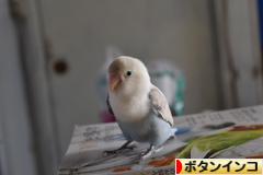 にほんブログ村 鳥ブログ ボタンインコへ
