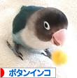 にほんブログ村 鳥ブログ ボタンインコへ