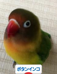 にほんブログ村 鳥ブログ ボタンインコへ