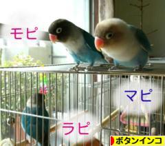にほんブログ村 鳥ブログ ボタンインコへ