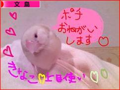 にほんブログ村 鳥ブログ 文鳥へ