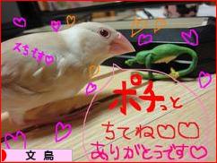 にほんブログ村 鳥ブログ 文鳥へ