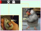 にほんブログ村 鳥ブログ 文鳥へ