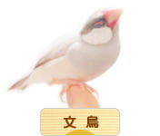 にほんブログ村 鳥ブログ 文鳥へ