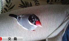 にほんブログ村 鳥ブログ 文鳥へ