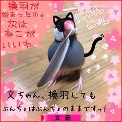 にほんブログ村 鳥ブログ 文鳥へ