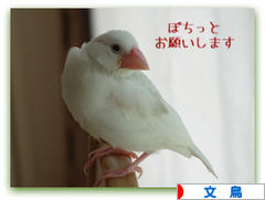 にほんブログ村 鳥ブログ 文鳥へ