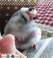 にほんブログ村 鳥ブログ 文鳥へ
