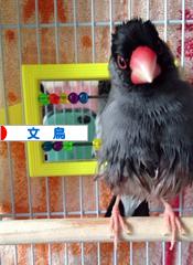 にほんブログ村 鳥ブログ 文鳥へ