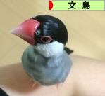 にほんブログ村 鳥ブログ 文鳥へ