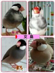にほんブログ村 鳥ブログ 文鳥へ