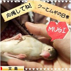 クーとムギ 新しい白文鳥 名前は ぶんちょーずの日常