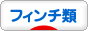 にほんブログ村 鳥ブログ フィンチ類へ