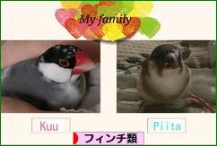 にほんブログ村 鳥ブログ フィンチ類へ