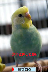 にほんブログ村 鳥ブログへ