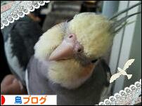 にほんブログ村 鳥ブログへ