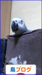 にほんブログ村 鳥ブログへ