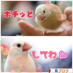 にほんブログ村 鳥ブログへ