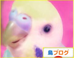 にほんブログ村 鳥ブログへ