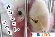 にほんブログ村 鳥ブログへ