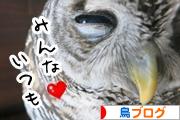 にほんブログ村 鳥ブログへ