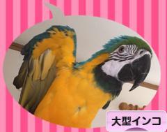 にほんブログ村 鳥ブログ 大型インコへ