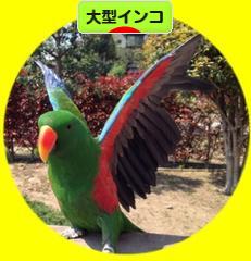 にほんブログ村 鳥ブログ 大型インコへ