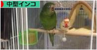 にほんブログ村 鳥ブログ 中型インコへ
