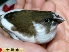 にほんブログ村 鳥ブログ 十姉妹へ