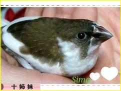 にほんブログ村 鳥ブログ 十姉妹へ