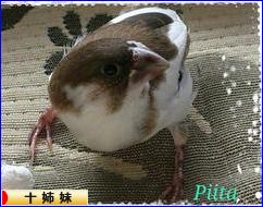 にほんブログ村 鳥ブログ 十姉妹へ