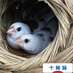 にほんブログ村 鳥ブログ 十姉妹へ