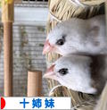 にほんブログ村 鳥ブログ 十姉妹へ