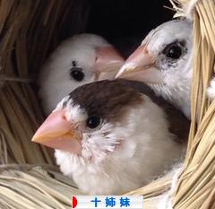 にほんブログ村 鳥ブログ 十姉妹へ