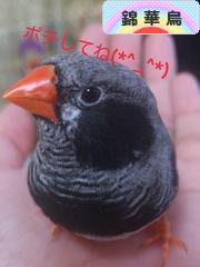 にほんブログ村 鳥ブロ グ 錦華鳥へ